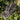 Mizuno Wave Rider 1 "Wild Nordic"